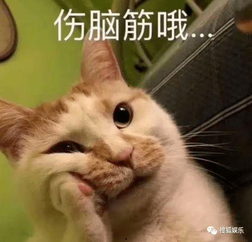 娱乐吃瓜酱不如猫,揭秘娱乐圈幕后那些事儿